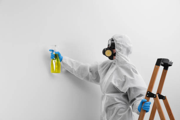 Why You Should Choose Our Mold Remediation Services in Murphysboro, IL