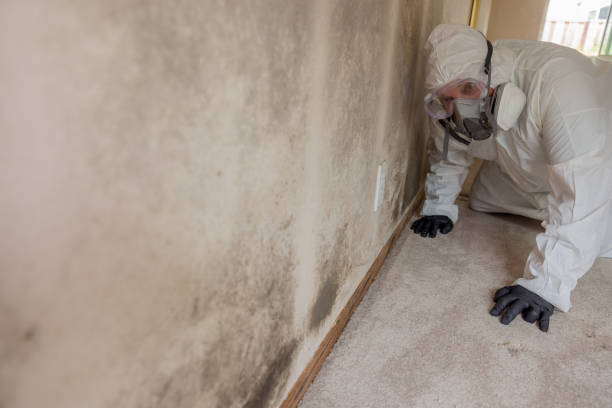 Professional Mold Removal in Murphysboro, IL